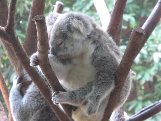 IMG_5226.jpg