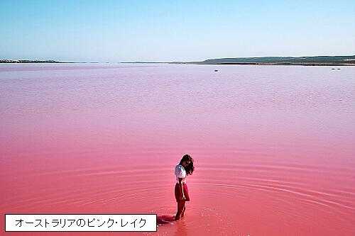ピンクの湖面を列車が走る 耳 ミミ とチャッピの布団 楽天ブログ