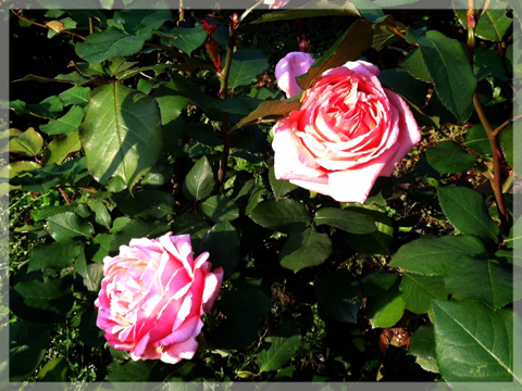 岡村公園の薔薇