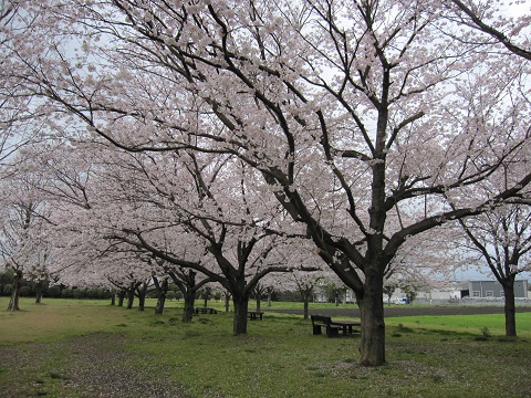 sakura3