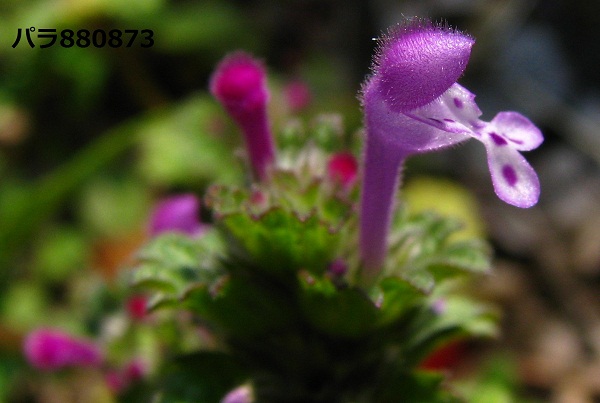 IMG_0984 - コピー - コピー.JPG