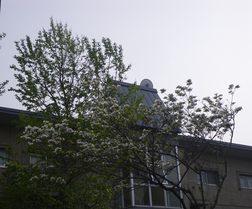 散歩中の花
