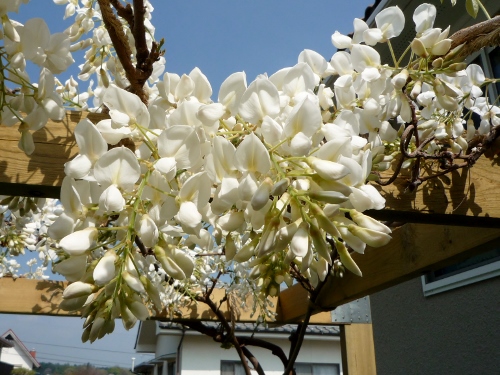 P1140978 (500x375).jpg