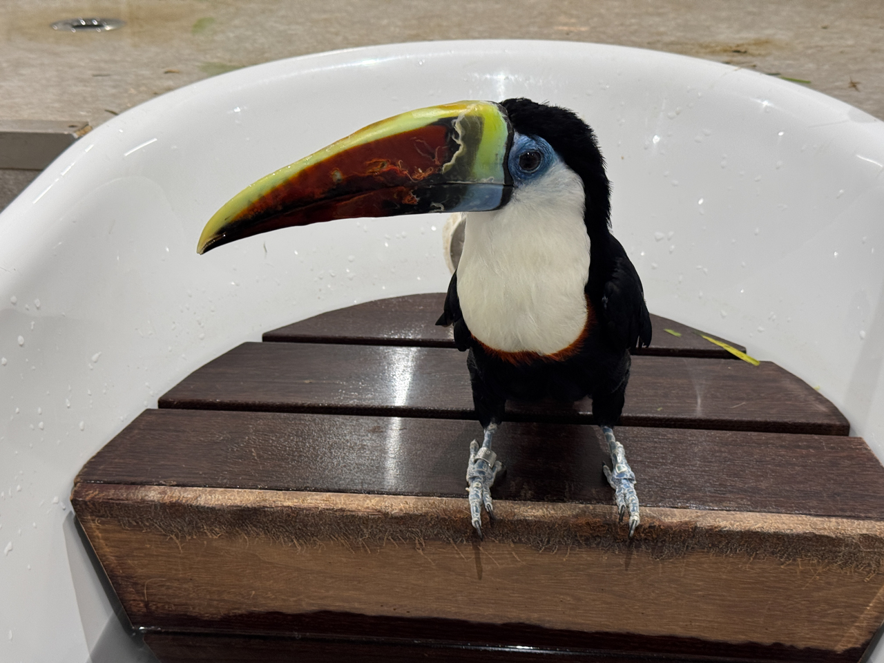 カピバラページ Loveloveカピバラ｜チャビマル公式サイト