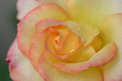 秋薔薇