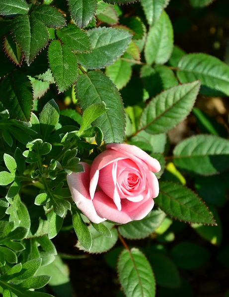 DSC_0205.JPG