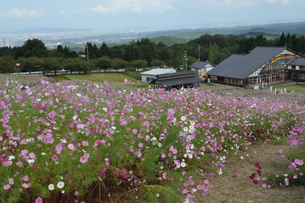 となみ夢の平コスモス