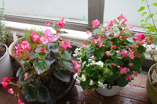 実は高温多湿に強い花だった おとっつぁん いろいろやっちょります 楽天ブログ