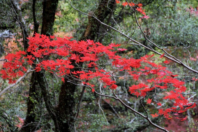 箕面滝道の残り紅葉_004残り紅葉.jpg