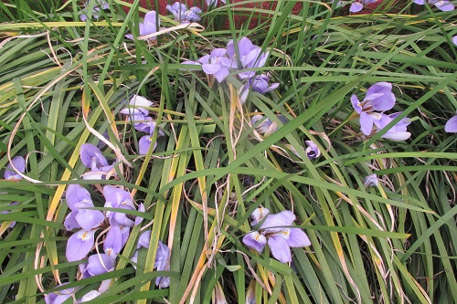 カンザキアヤメ（寒咲菖蒲）