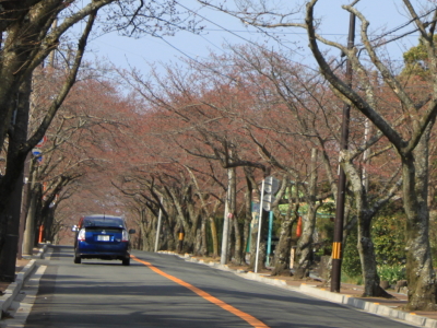 伊豆高原桜並木.2