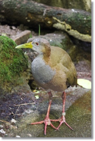 東京旅行-69 オオモリクイナ 13.10.5