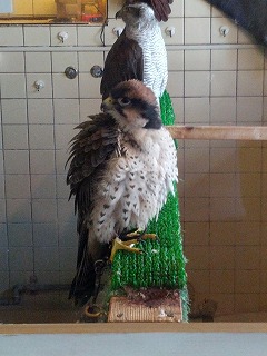鷹２.jpg
