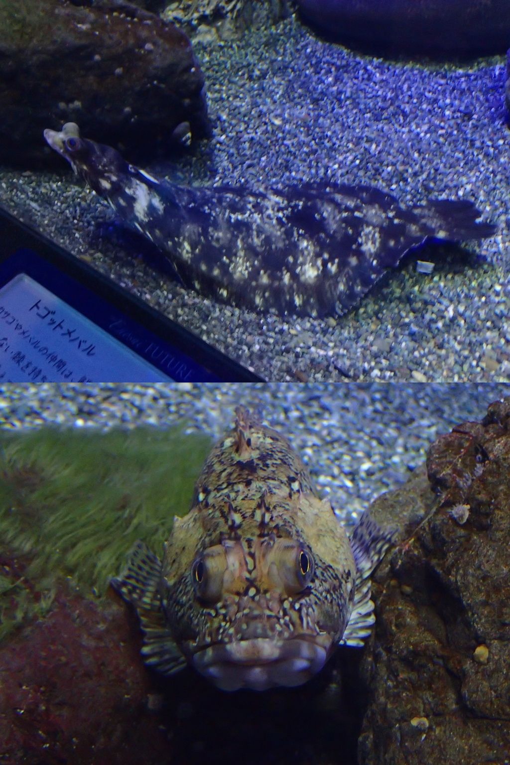 水族館 ボケないための日記のようなモノ 楽天ブログ