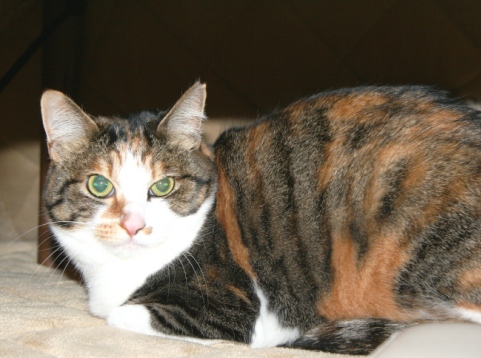 20120317ﾌｸ.jpg