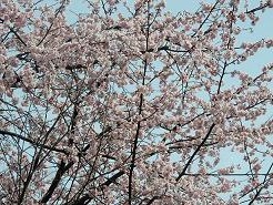 河津桜