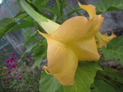 花２.jpg