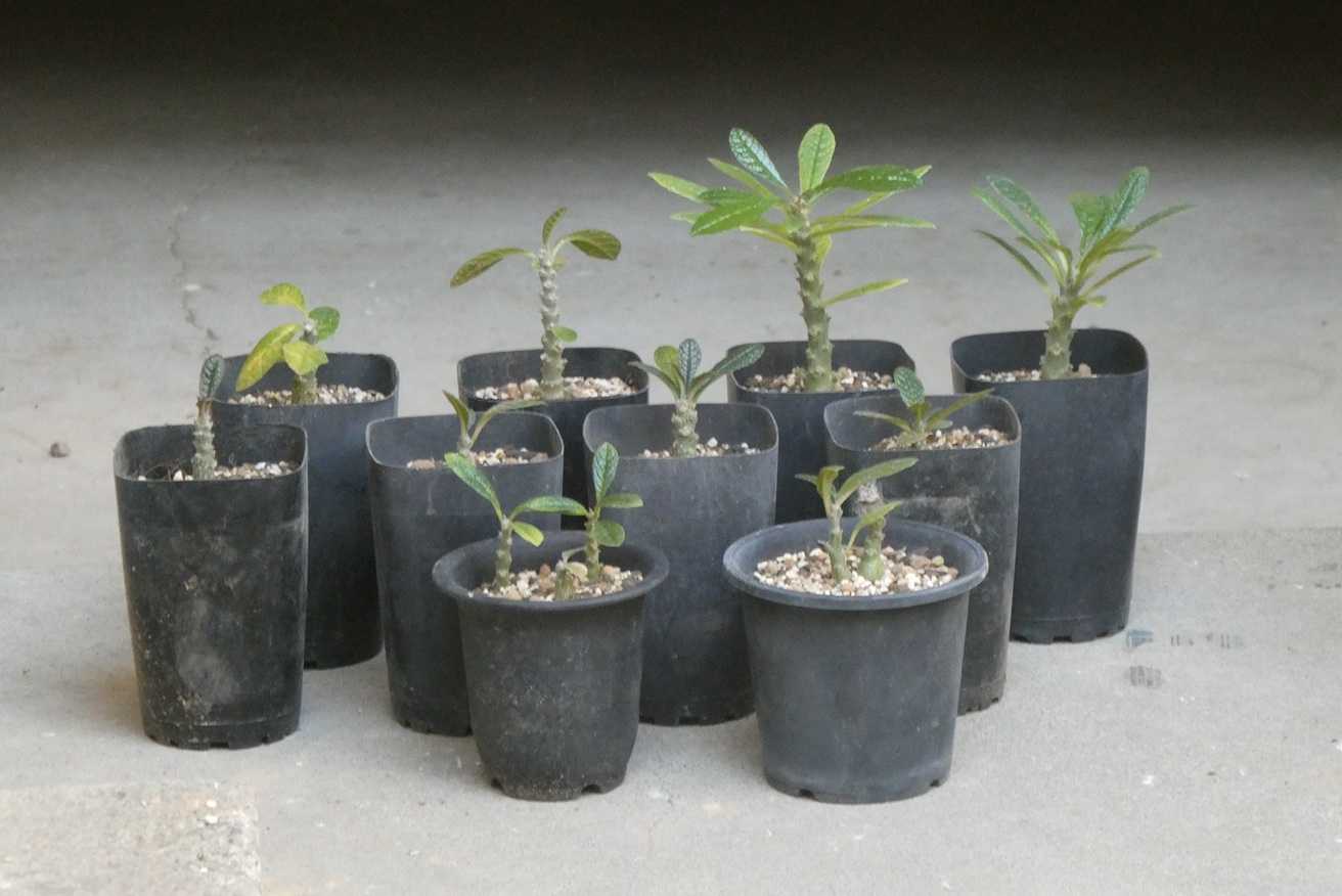 ドルステニア・ギガス(Dorstenia gigas)～実生苗の植え替え | 小平太