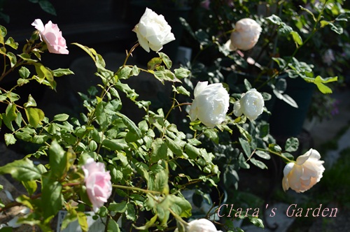 DSC_0004.JPG