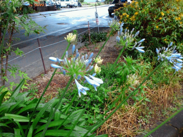 NEC_0710.jpg