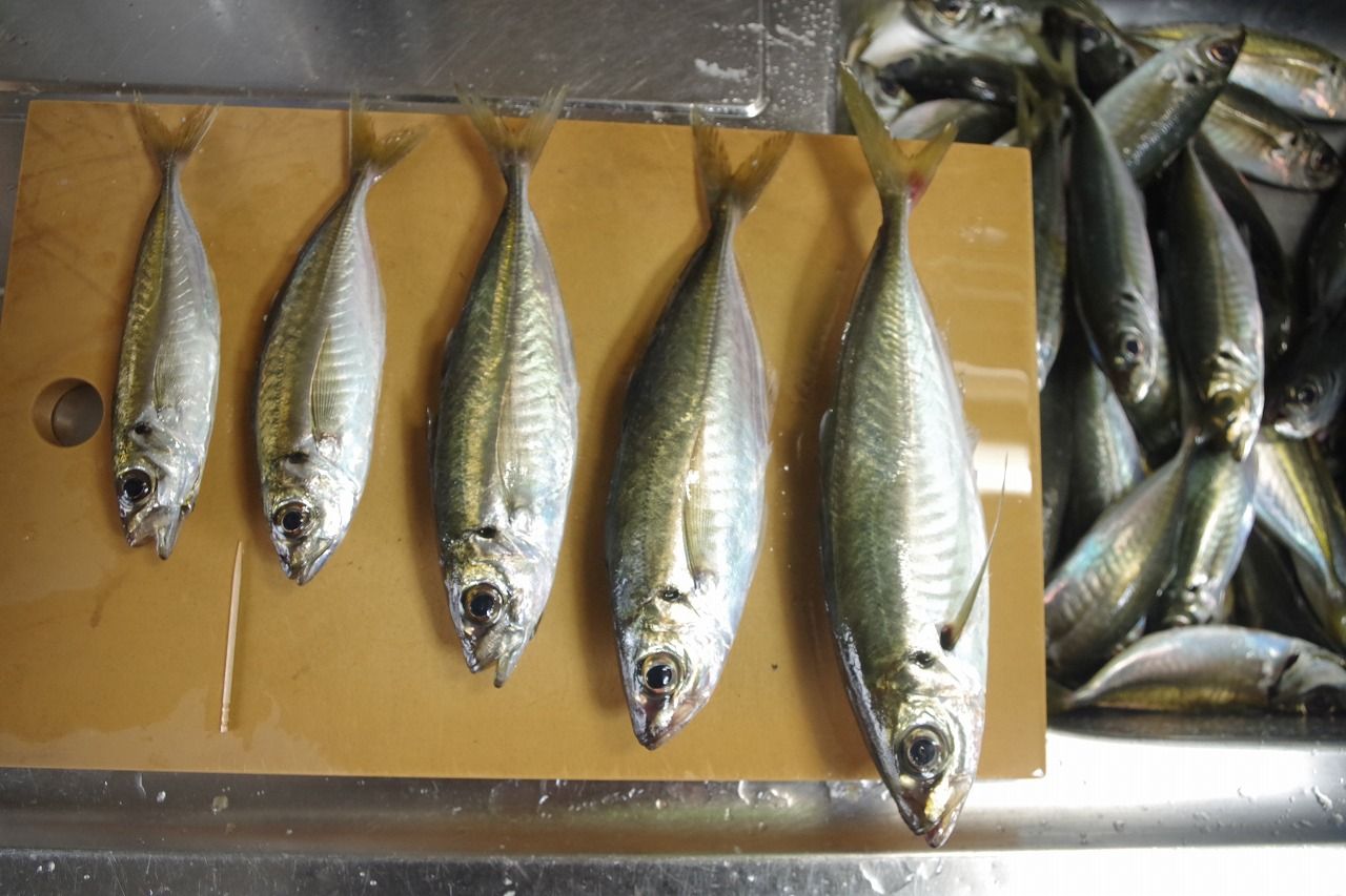 3日振りにアジを釣る 雨釣の釣り日記 楽天ブログ