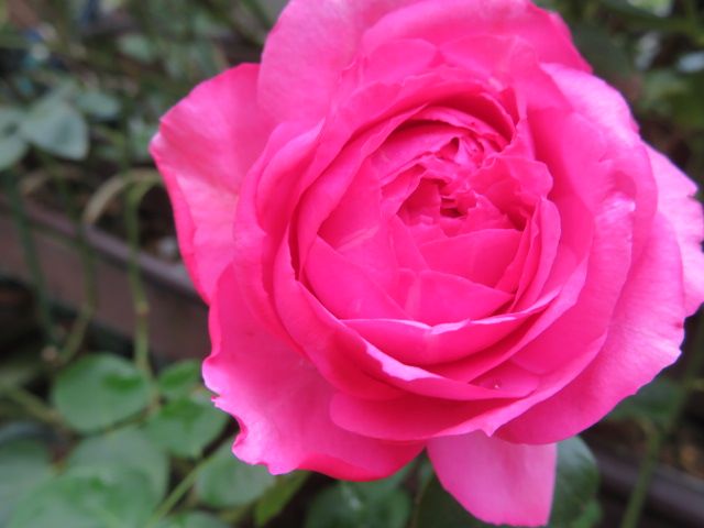 台風17号通過中とイヴ品種バラの開花途中の美しさ ばぁばの薔薇の花園 楽天ブログ