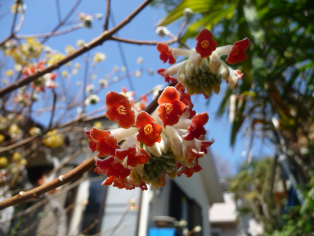 769 赤花三叉