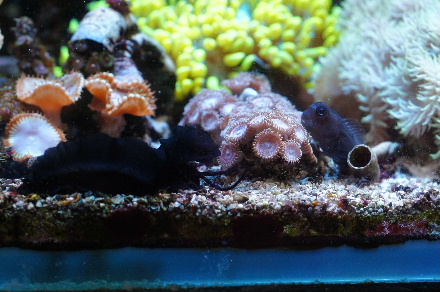 2015_041630cmﾍﾞﾝﾄﾗ黒ｳﾐｳｼ0013.JPG