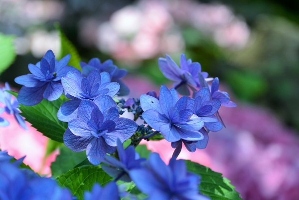 伊豆四季の花公園 伊豆高原 パルテール撮影