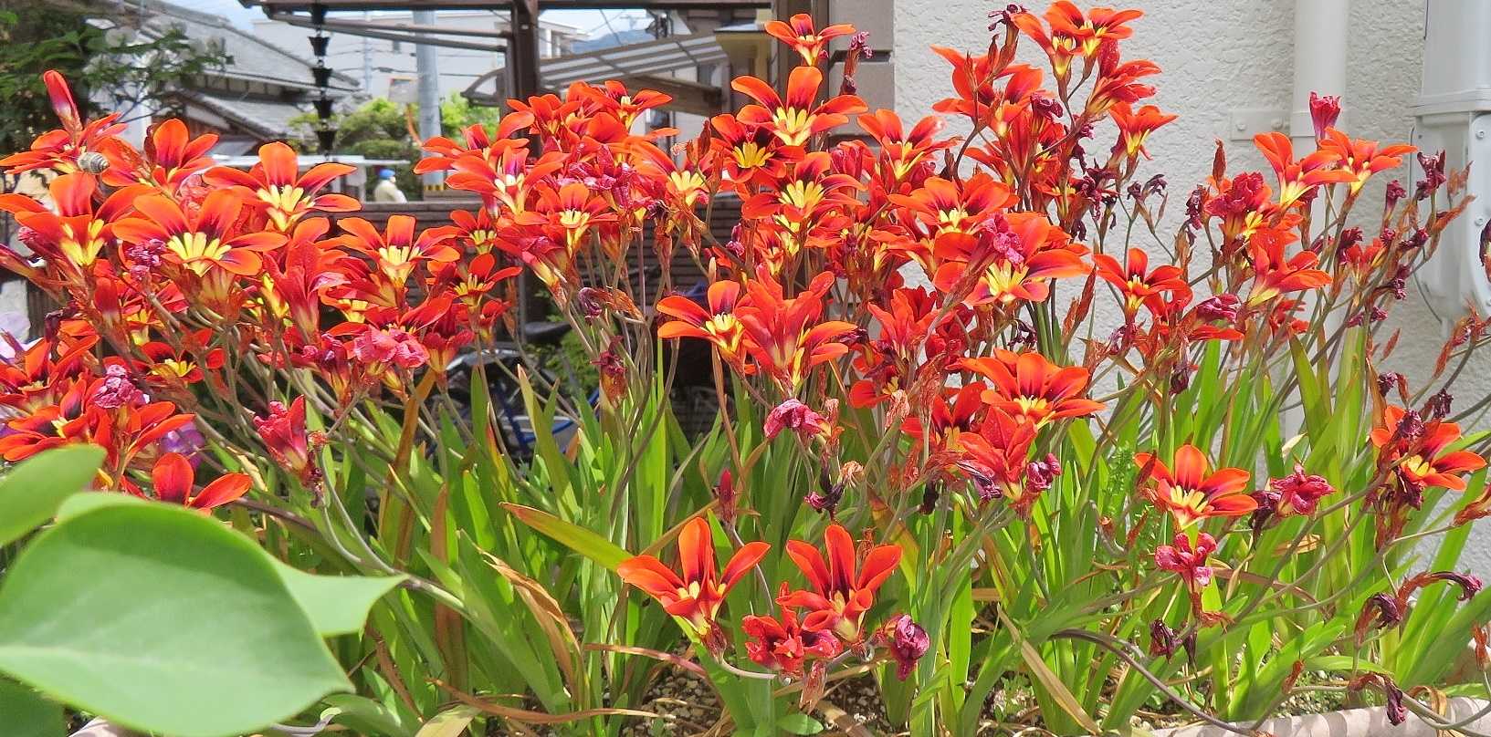 バタバタ 艸 花はスバラキシス トリトニア だい のひとりごと 楽天ブログ