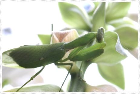 実家の庭で-4 ハラビロカマキリ-4 13.9.10