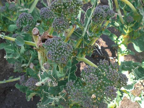 茎ブロッコリー