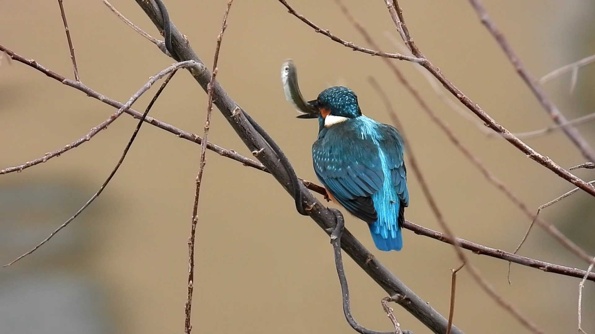 カワセミありがとう | 北播磨野鳥巡礼 - 楽天ブログ