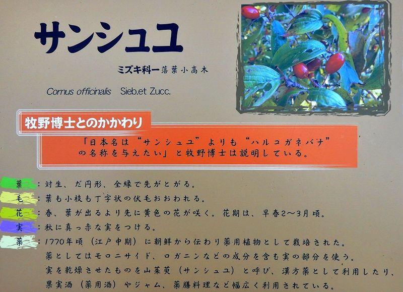 サンシュユ
