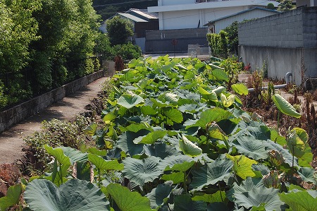 s-DSC_0888.jpg