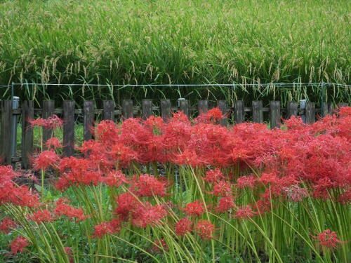 小出川の彼岸花