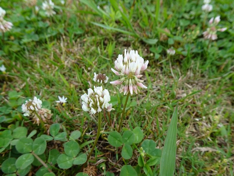 7月9日 加茂 最明寺川 猪名川 Jr北伊丹 Gazengamaのブログ 散歩中に出合った花と趣味の陶芸作品 楽天ブログ