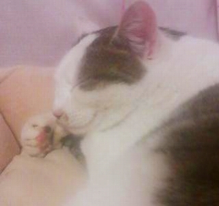 コニャ