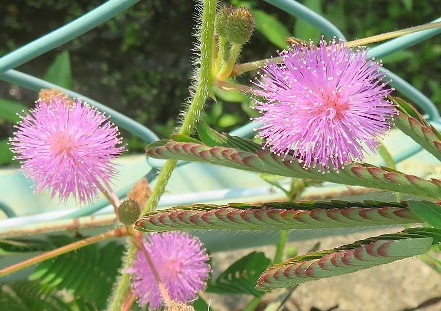 家内とスーパーへ 花はオジギソウ 他 だい のひとりごと 楽天ブログ