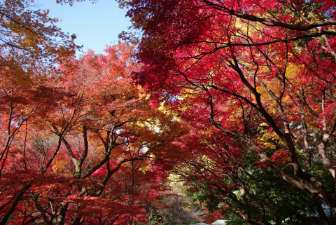 新宿御苑の紅葉