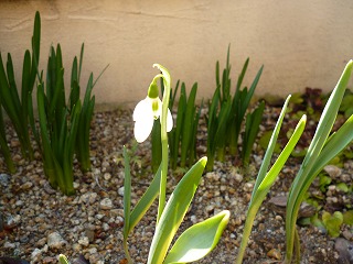 P1030123ss.jpg