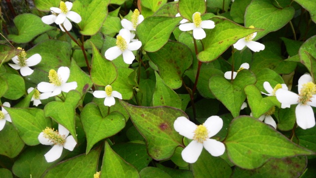 ドクダミ (4).JPG