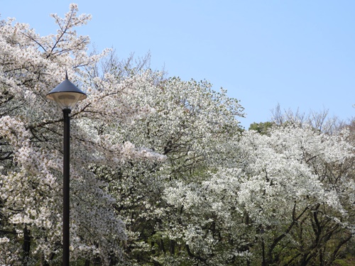 光が丘公園の桜