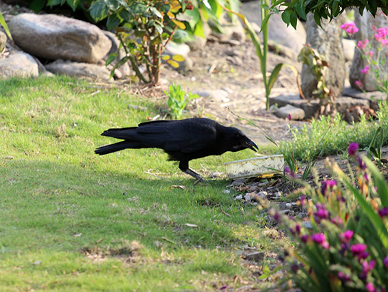 我が家のニャンコ♪2014/05/30-3