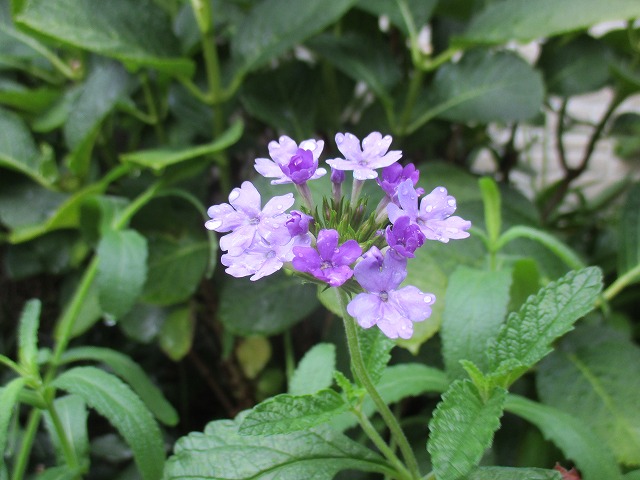 IMG_8741ss.jpg