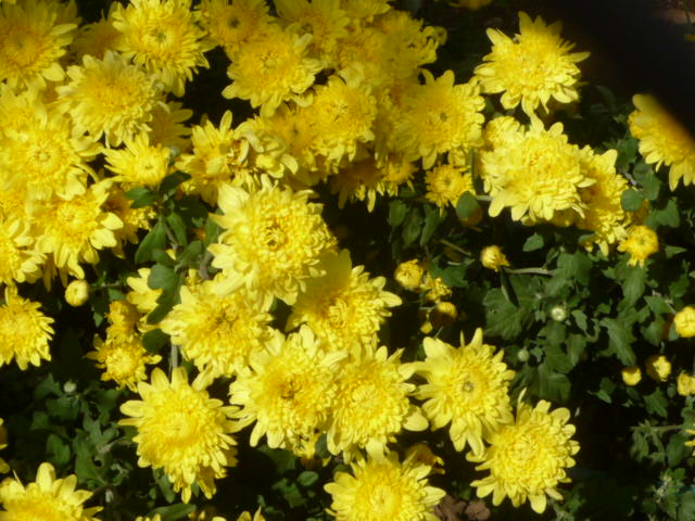 220 菊、黄色