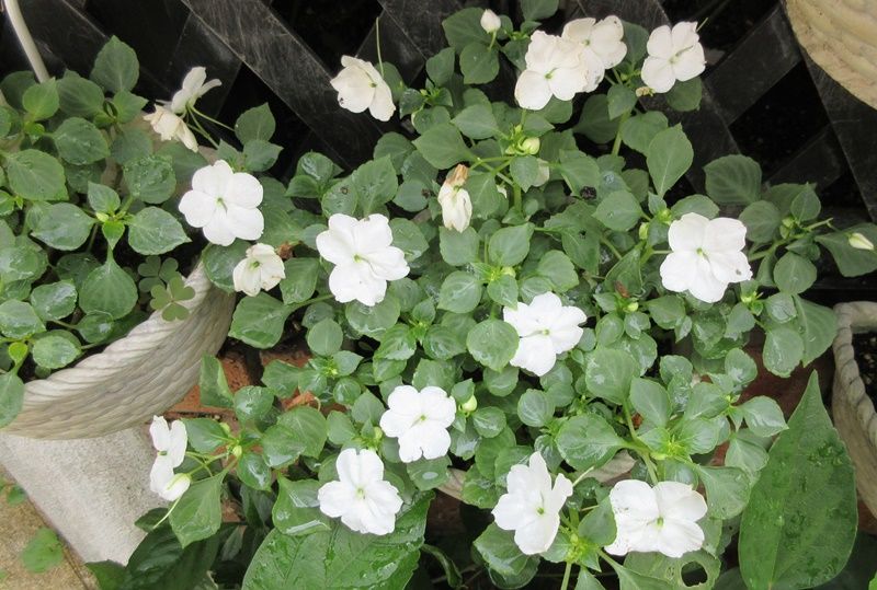 花達は悲鳴 インパチェンスを剪定 ランタナは植えてはいけない 狭い庭を花いっぱいにする育て方 楽天ブログ