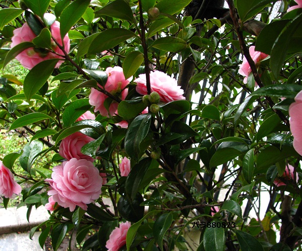 IMG_0900 - コピー (2) - コピー.JPG