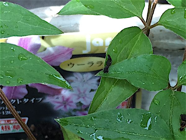 rblog-20160426005035-06.jpg