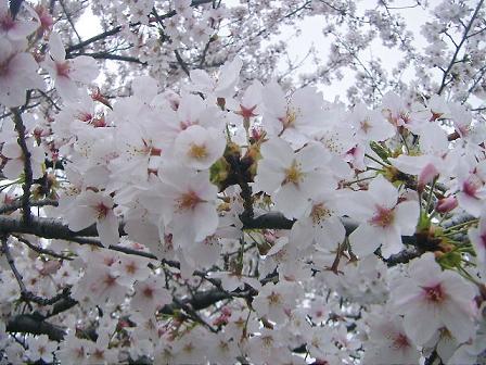 PICT0137d.JPG